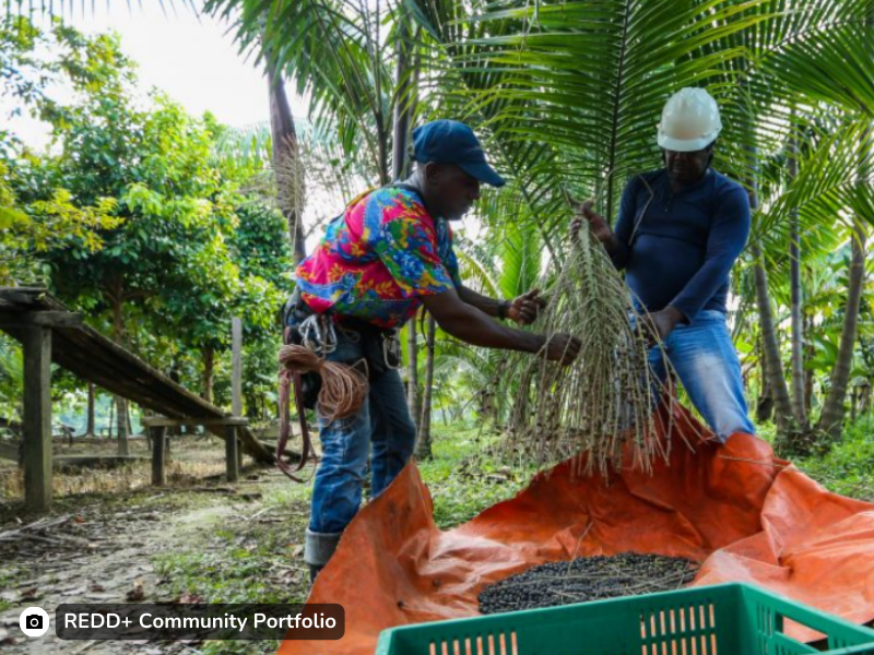 Gallery project colombia protecting rainforest 1