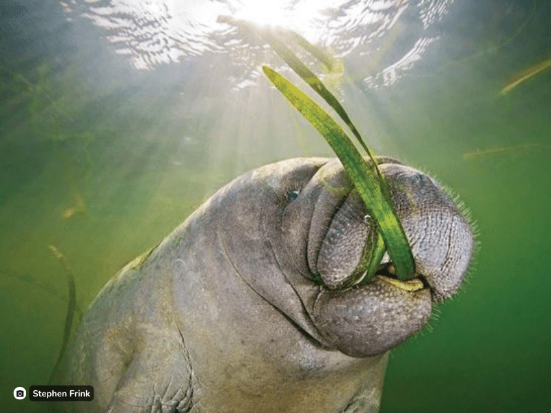 dugong (indian manatee)