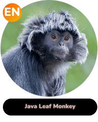 Habitat Supported Java Leaf Monkey