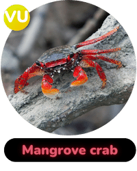 Habitat Supported Mangrove Crab