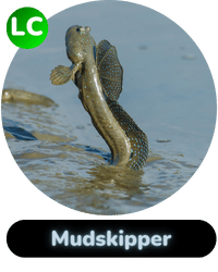Habitat Supported Mudskipper
