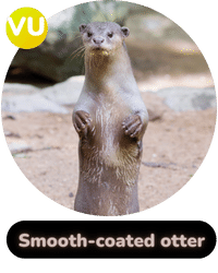 Habitat Supported Smooth Coated Otter