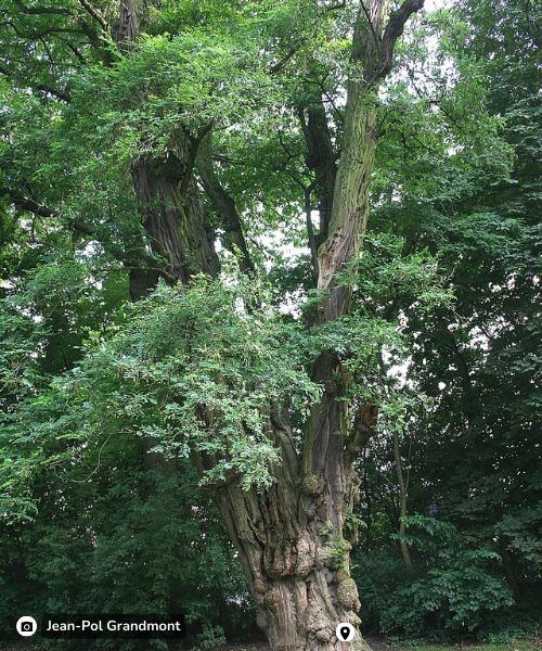 Tree gallery Robinia 1